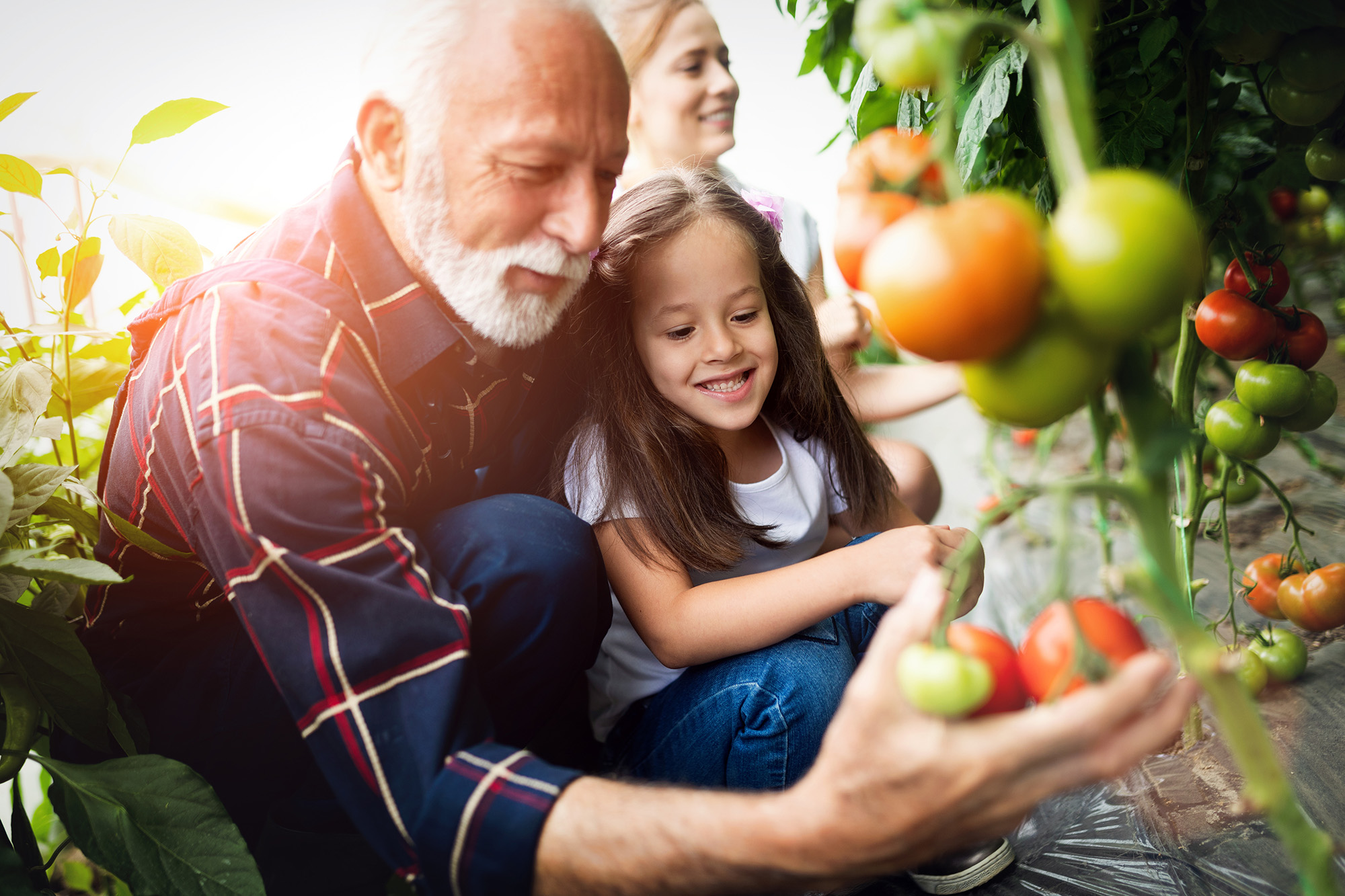 An older person picking tomatoes with a child. There are tomato plants full of fruits in the foreground.